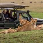 Embarking On A Safari Trip To Discover Serengeti's Wildlife